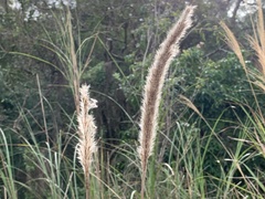 Saccharum formosanum