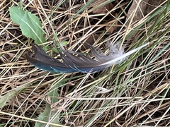 Psephotus haematonotus