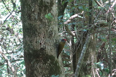Chloropicus griseocephalus