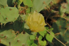 Opuntia stricta