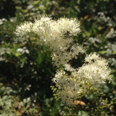 Filipendula ulmaria