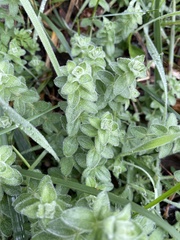 Cruciata laevipes