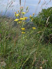 Crepis lacera