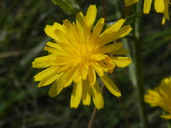 Crepis lacera