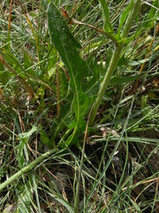 Crepis lacera