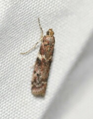 Ephestiopsis oenobarella