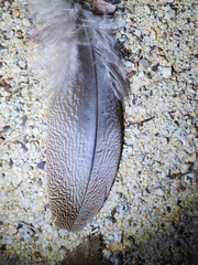 Centropus phasianinus