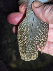 Centropus phasianinus