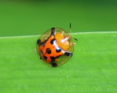 Aspidimorpha westwoodi