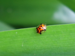 Aspidimorpha westwoodi