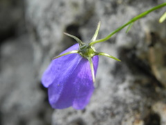 Campanula tanfanii