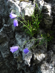 Campanula tanfanii