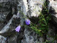 Campanula tanfanii