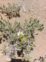 Codon royenii