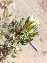 Codon royenii