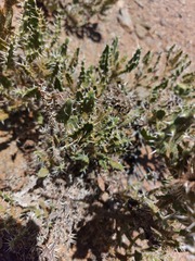Codon royenii