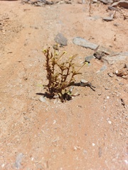 Lyperia