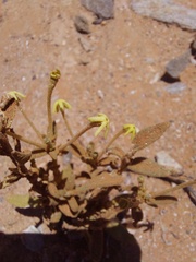 Lyperia