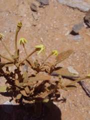 Lyperia