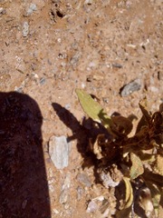 Lyperia