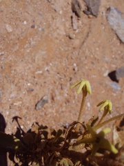 Lyperia