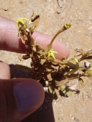 Lyperia