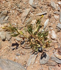 Pegolettia