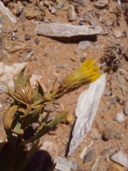 Pegolettia