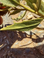 Pegolettia