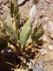 Pegolettia