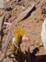 Pegolettia