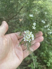 Baeckea linifolia