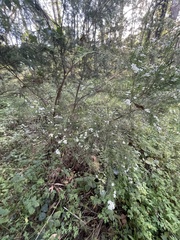 Baeckea linifolia