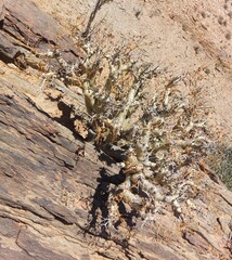 Pelargonium klinghardtense