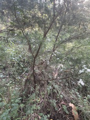 Baeckea linifolia