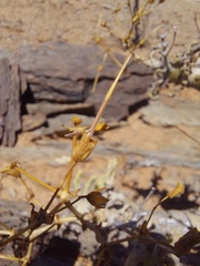 Pelargonium klinghardtense