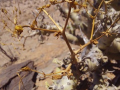 Pelargonium klinghardtense