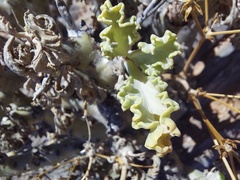 Pelargonium klinghardtense