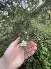 Baeckea linifolia