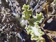 Pelargonium klinghardtense