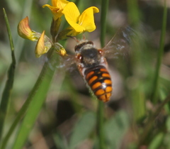 Rhodanthidium sticticum