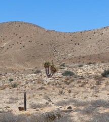Aloidendron pillansii