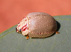 Paropsis deserti