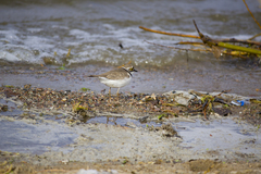 Charadrius dubius curonicus