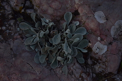 Pentanema verbascifolium