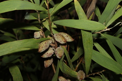 Hakea benthamii