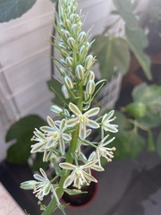 Albuca bracteata