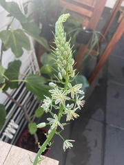 Albuca bracteata