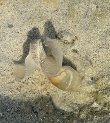 Akera soluta