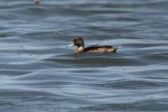 Netta erythrophthalma